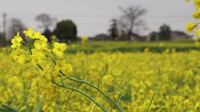 清明节油菜花田无人空镜视频素材包