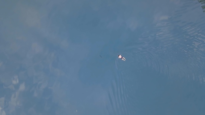 干净的湖面划船游泳