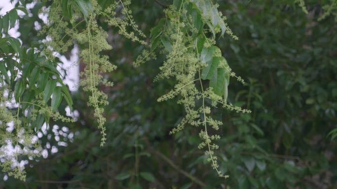 香椿花（香椿子）