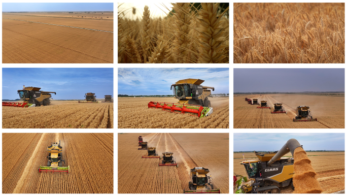 机收小麦河南麦收2024麦收小麦丰收三夏