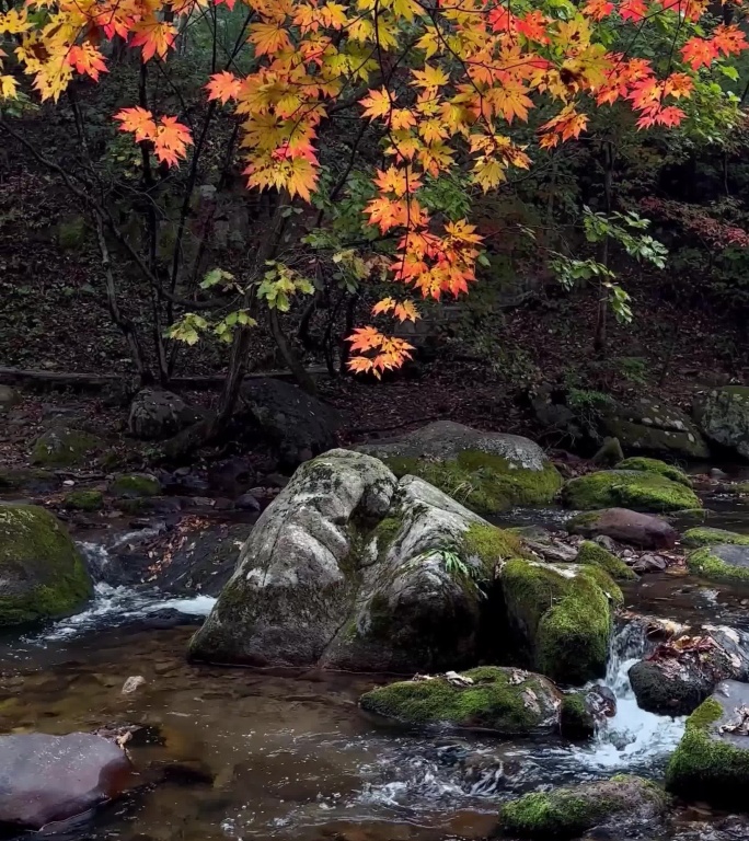 秋天的老边沟，东北的秋天，本溪的枫叶