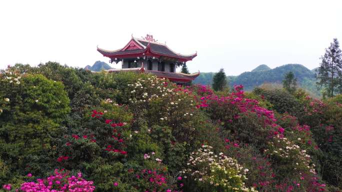 旅游经济 毕节 杜鹃花 毕节 贵州风景