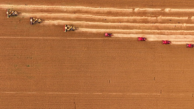 航拍收割机编队在麦田里收割小麦