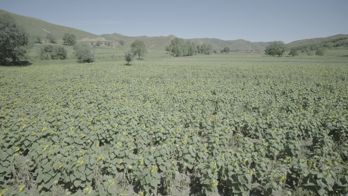 内蒙古呼和浩特向日葵种植农业耕地航拍