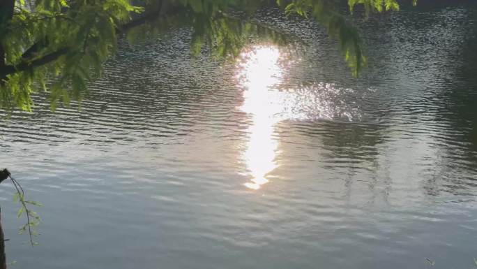阳光倒映在水面上波光粼粼
