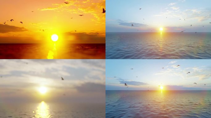 大海 海鸥飞翔 海面飞鸟