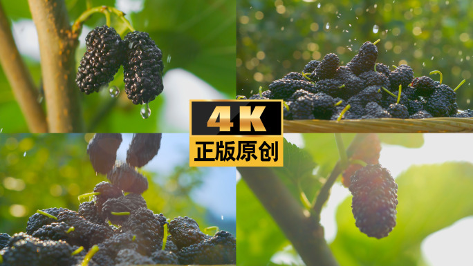 桑葚桑椹桑树桑果乌椹果实水果采摘果园桑果