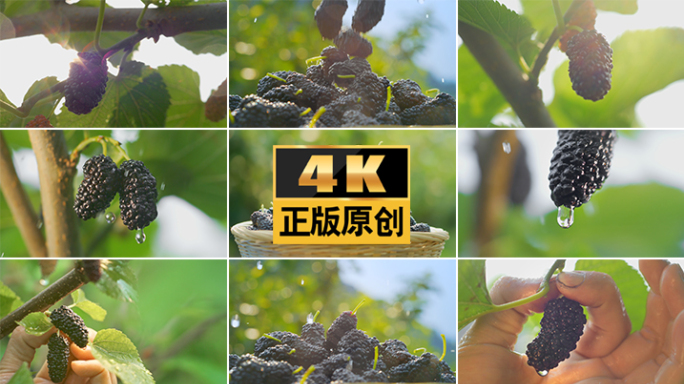 桑葚桑椹桑树桑果乌椹果实水果采摘果园桑果