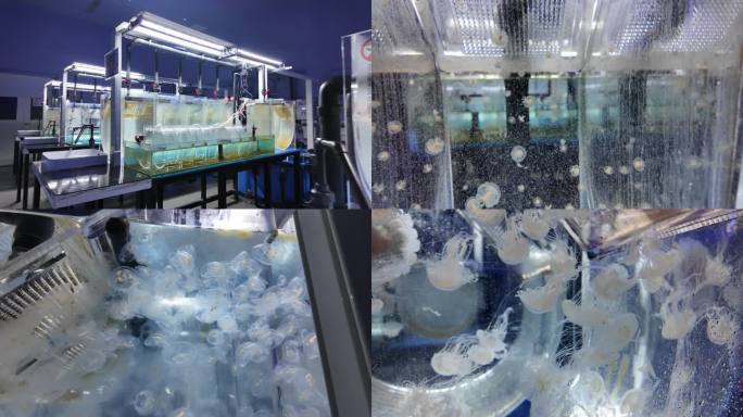 水母养殖试验室4K