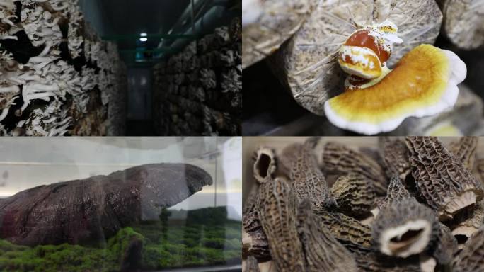 菌菇灵芝种植产业基地干灵芝干羊肚菌