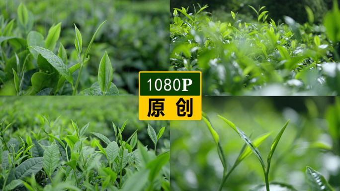 新鲜茶叶雨水雨滴嫩芽特写 1080P
