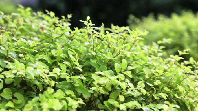 雨天慢动作 植物 树叶 梅雨季节 小清新