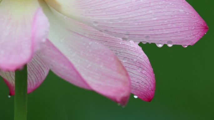 疾雨中的荷花花瓣