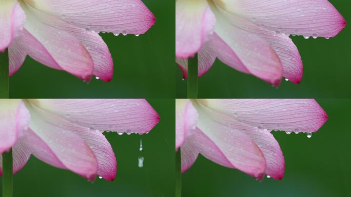 疾雨中的荷花花瓣