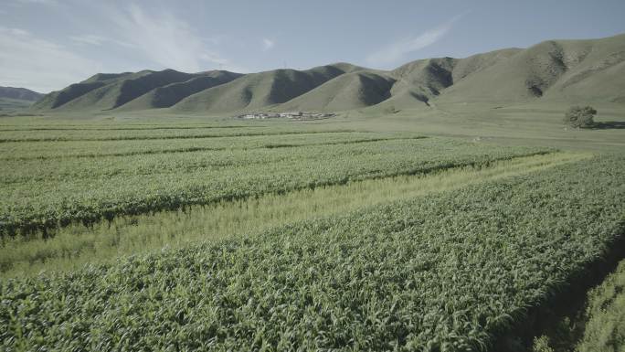 内蒙古呼和浩特玉米地种植农业耕地航拍