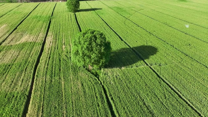 航拍绿色的田野，麦田，一棵树