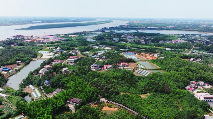 樟树港规模最大的辣椒基地