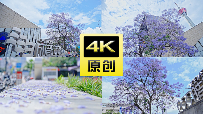 四川成都339电视塔蓝花楹