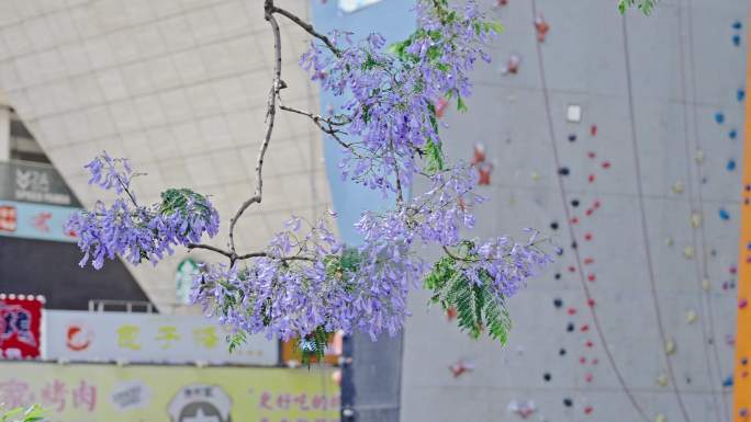 四川成都339电视塔蓝花楹