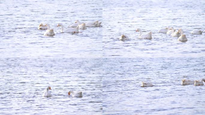 大白鹅在水中觅食