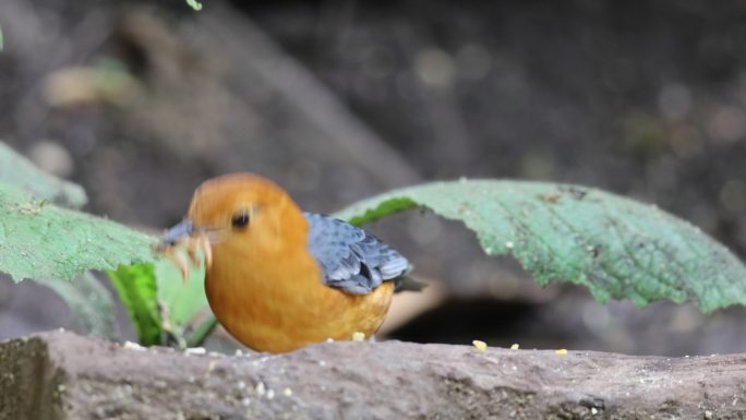 小鸟嘴里衔着很多虫子