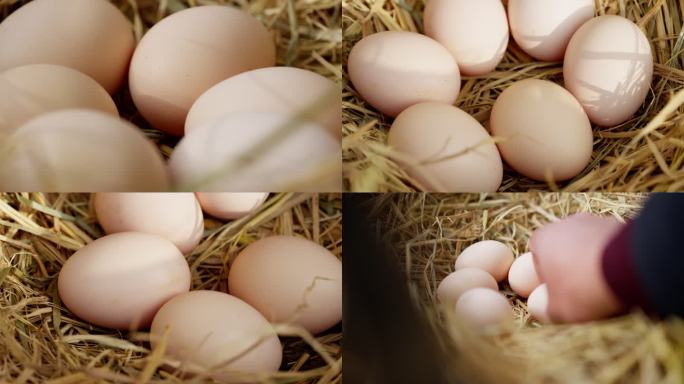 在鸡窝里捡鸡蛋