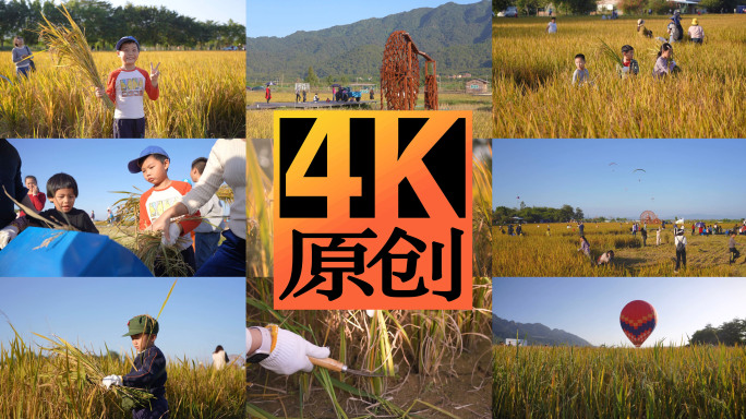 小学生研学 割稻谷田里干农活