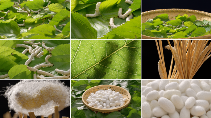 蚕 桑叶 蚕茧