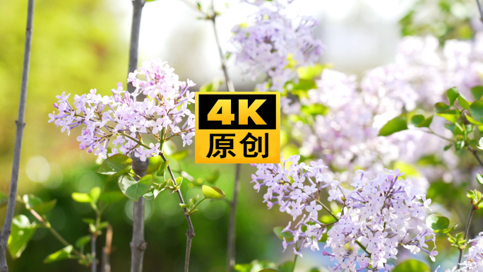 4K 花花草草 生机盎然