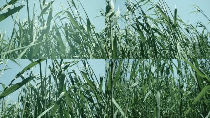 （4K电影感）风吹芦苇氛围伤感青春空镜头