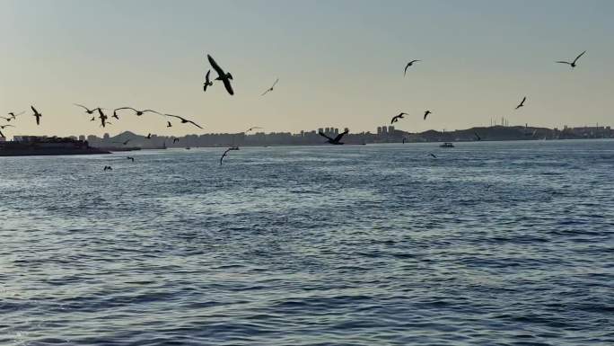 大连海鸥嬉戏