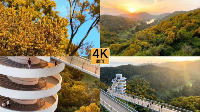 山海步道 空中步道 夕阳相思树