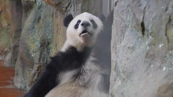 2024最新广州动物园大熊猫雅一星一可爱