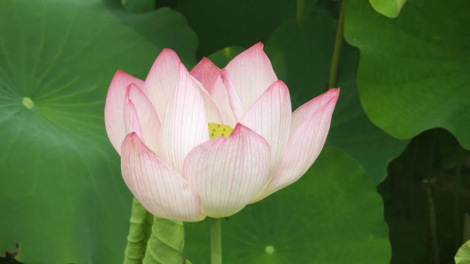 夏天荷花荷塘荷叶