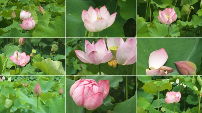 夏天荷花荷塘荷叶