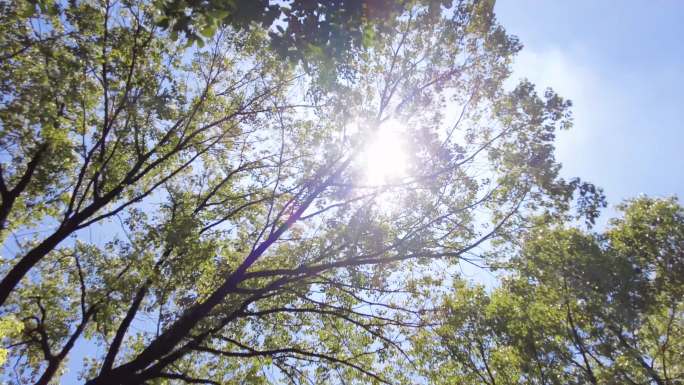 夏天阳光穿过树林树叶子仰拍大自然风景风光