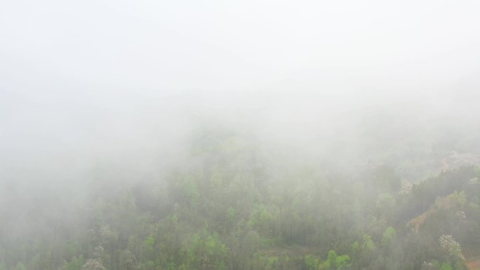 健康环保青山绿树 禅意小雨雨滴 绿肺迷雾