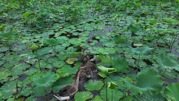 航拍西安地标浐灞湿地国家公园夏日荷花绽放