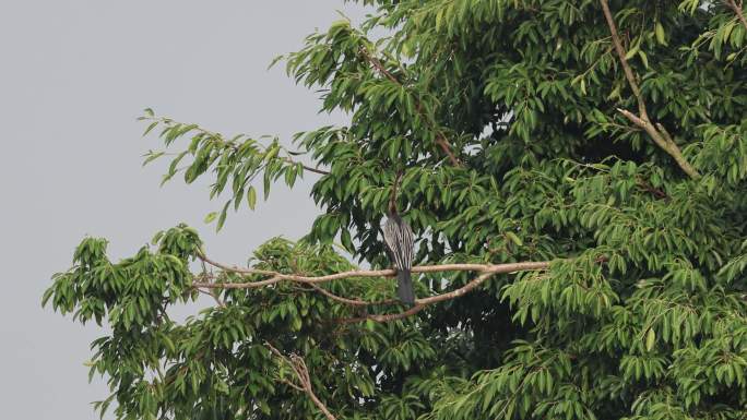 树枝上的罕见鸟类黑腹蛇鹈