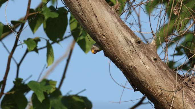 珍稀鸟类花头鹦鹉从巢中探出头