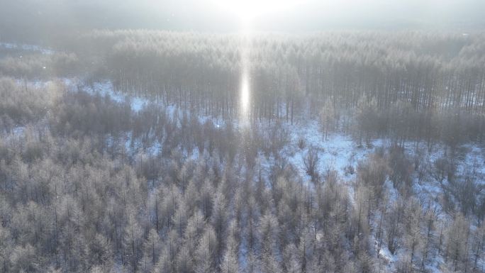 飘落雪晶的阳光雪林