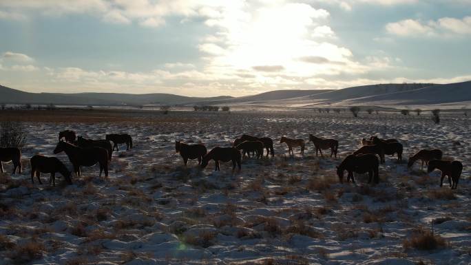 内蒙古乌兰布统草原马群冬季航拍