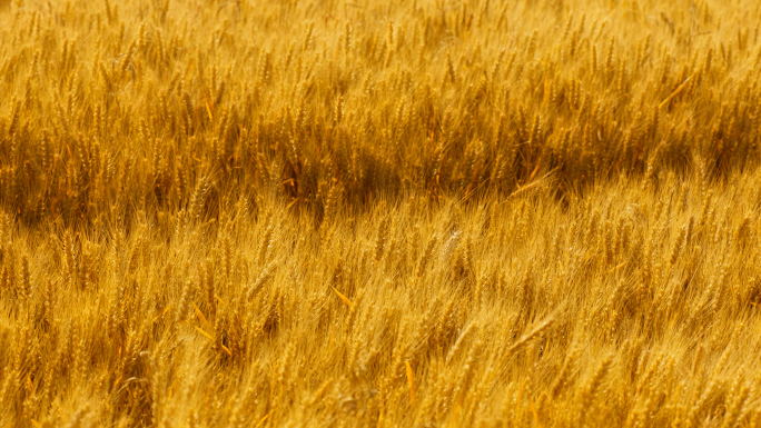 【合集】实拍金黄色的小麦麦田麦穗麦地