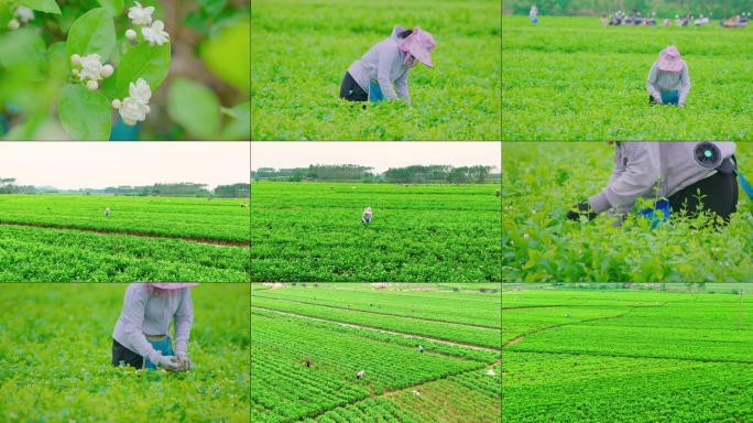 茉莉花田园花农采摘茉莉花