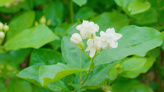 茉莉花田园花农采摘茉莉花
