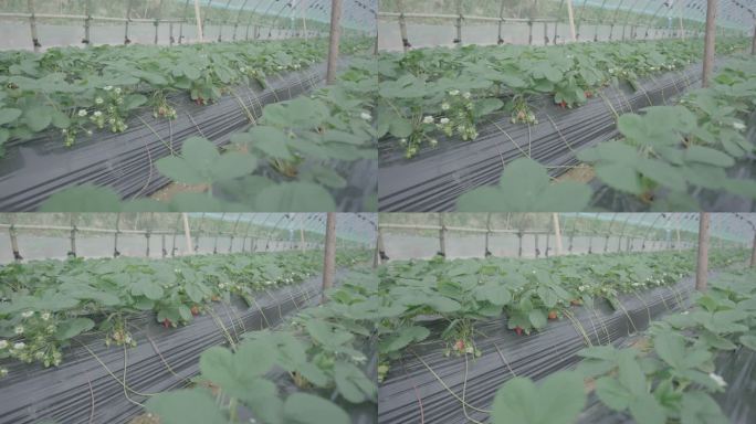 草莓大棚种植基地