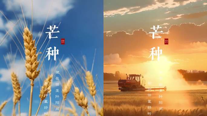 芒种 芒种节气 芒种竖版 芒种ae模版