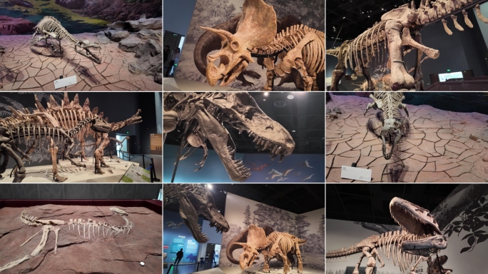成都自然博物馆成都理工大学博物馆恐龙化石