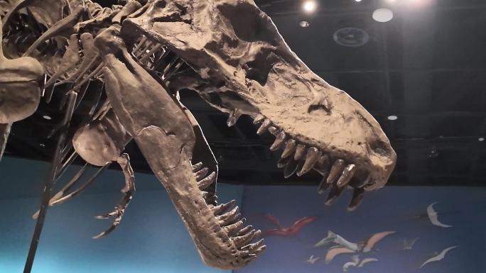 成都自然博物馆成都理工大学博物馆恐龙化石