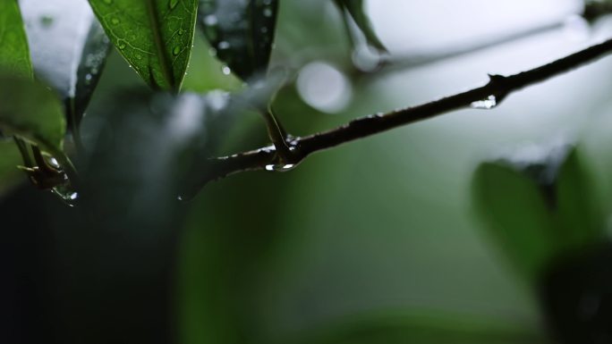 小雨落在各种树叶上的唯美镜头